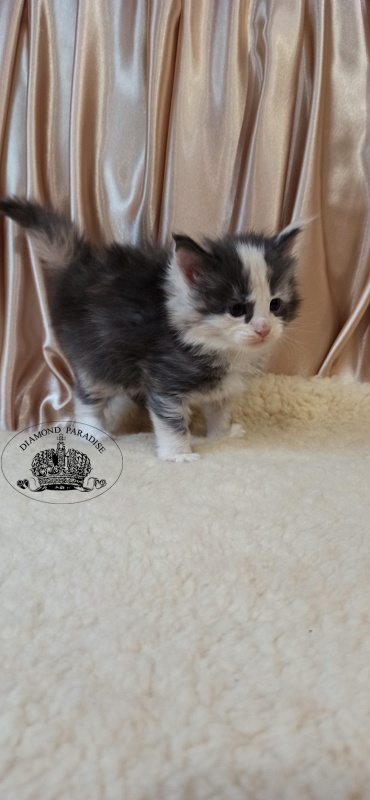 Diamond Paradise Umma - Kitten maine-coon 1 month