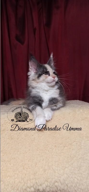 Diamond Paradise Umma - Kitten maine-coon 2 months 1.5 week