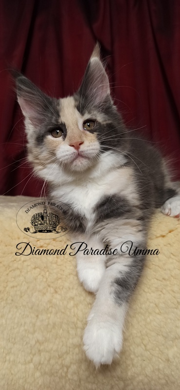 Diamond Paradise Umma - Kitten maine-coon 2 months 2 weeks