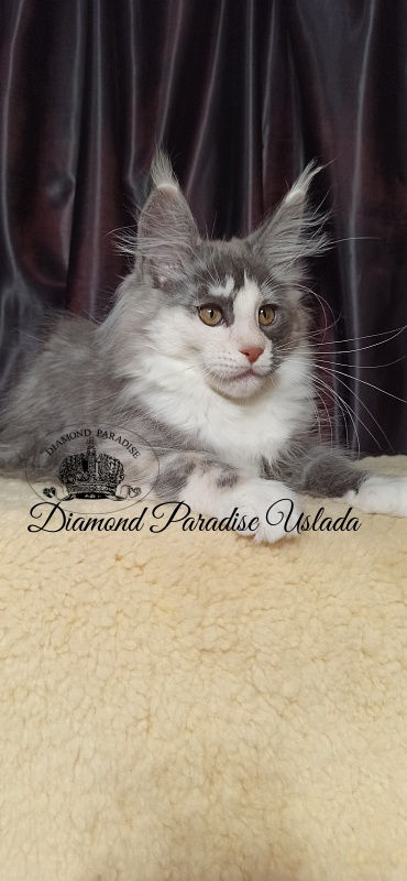 Diamond Paradise Uslada - Kitten maine-coon 3 months
