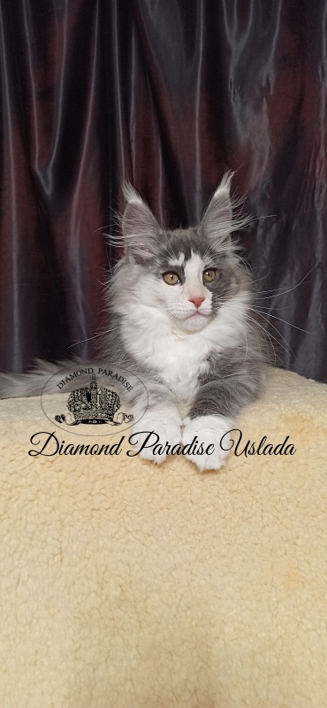 Diamond Paradise Uslada - Kitten maine-coon 3 months