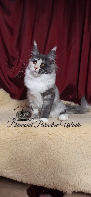 Diamond Paradise Uslada - Kitten maine-coon 5 months 0.5 weeks