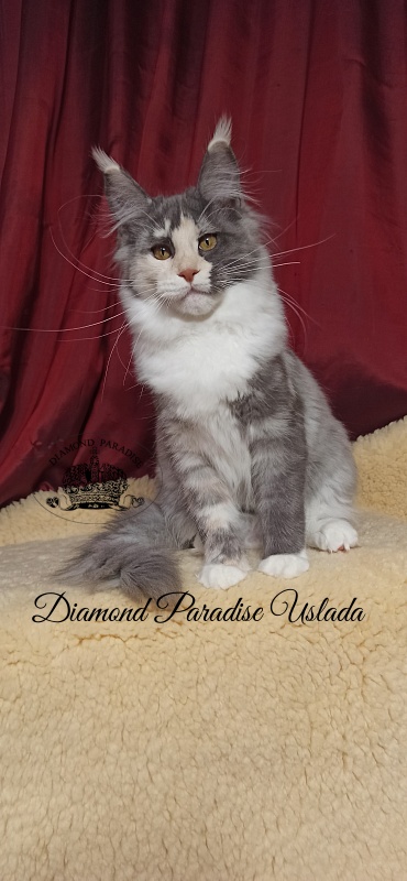 Diamond Paradise Uslada - Kitten maine-coon 5 months 0.5 weeks