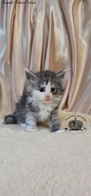 Diamond Paradise Uslada - Kitten maine-coon 1 month