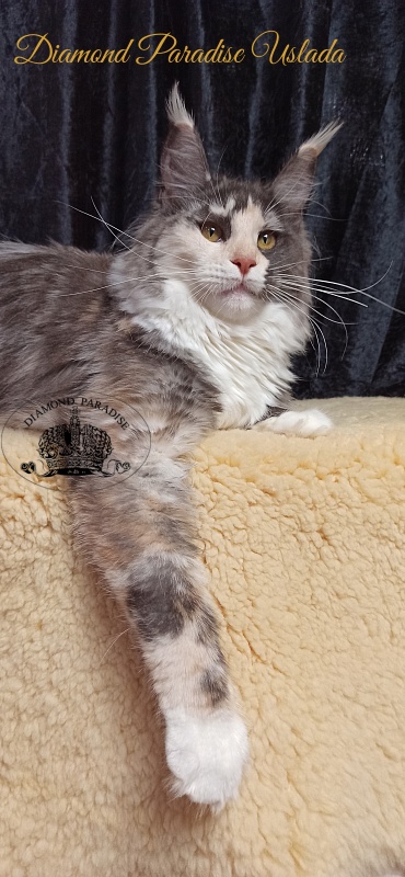 Diamond Paradise Uslada - Junior maine-coon 8 months 1 week