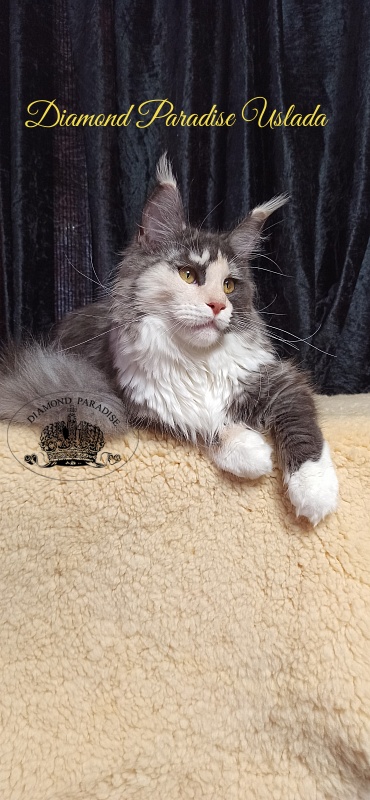 Diamond Paradise Uslada - Junior maine-coon 8 months 1 week