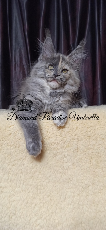 Diamond Paradise Umbrella - Kitten maine-coon 3 months