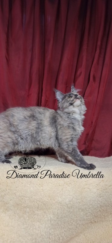 Diamond Paradise Umbrella - Kitten maine-coon 5 months 0.5 weeks