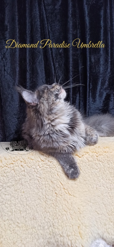 Diamond Paradise Umbrella - Junior maine-coon 8 months 1 week