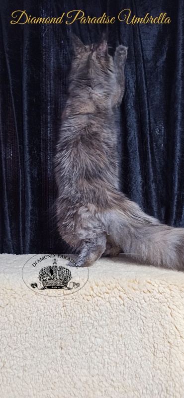 Diamond Paradise Umbrella - Junior maine-coon 8 months 1 week