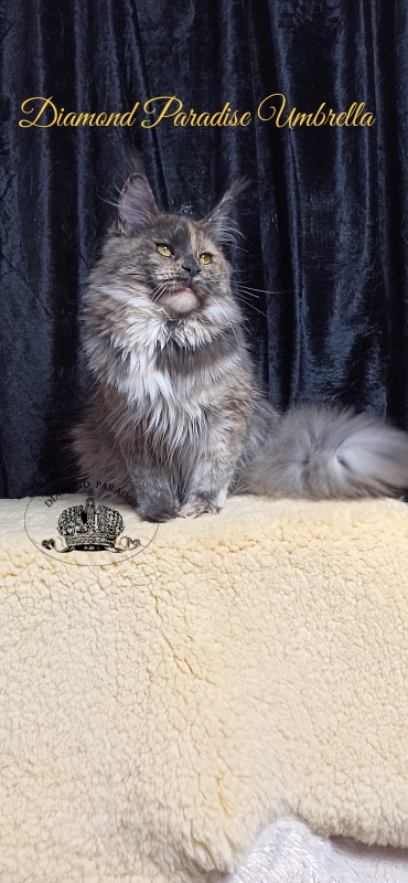 Diamond Paradise Umbrella - Junior maine-coon 8 months 1 week