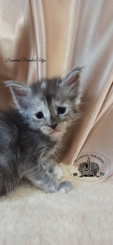 Diamond Paradise Ulya - Kitten maine-coon 1 month