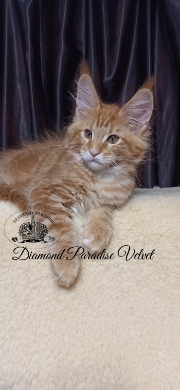 Diamond Paradise Velvet - Кошеня мейн-кун 2 місяця 4 тижні