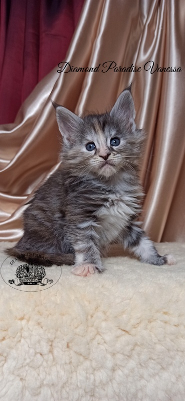 Diamond Paradise Vanessa - Кошеня мейн-кун 1 місяць