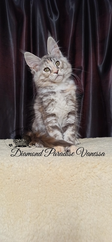 Diamond Paradise Vanessa - Кошеня мейн-кун 2 місяця 4 тижні