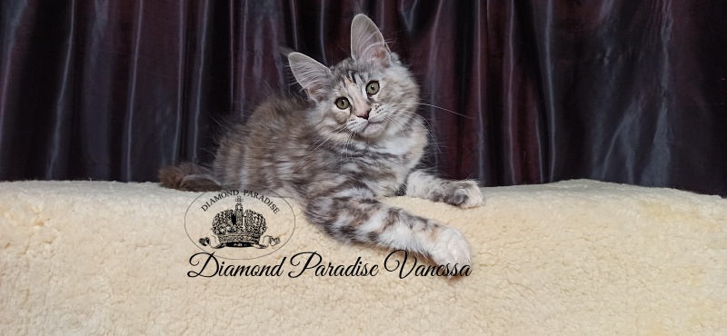 Diamond Paradise Vanessa - Кошеня мейн-кун 2 місяця 4 тижні