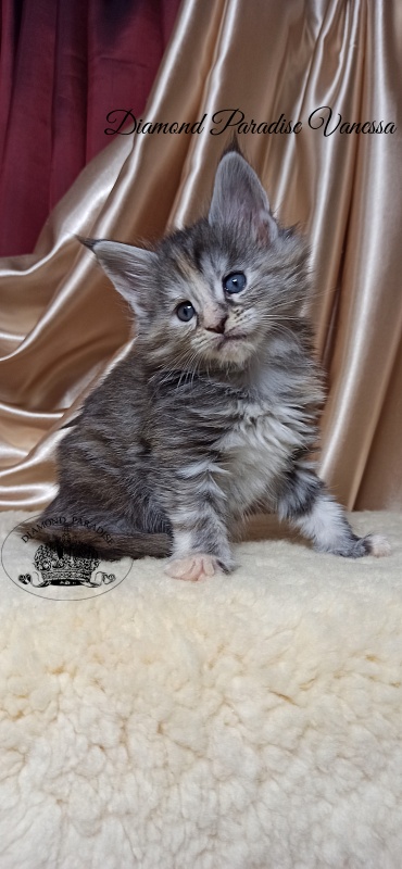 Diamond Paradise Vanessa - Кошеня мейн-кун 1 місяць