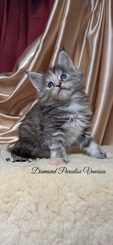Diamond Paradise Vanessa - Кошеня мейн-кун 1 місяць