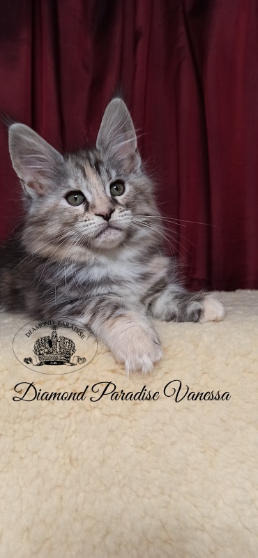 Diamond Paradise Vanessa - Кошеня мейн-кун 2 місяця 1 тиждень
