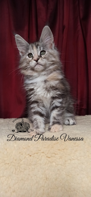 Diamond Paradise Vanessa - Кошеня мейн-кун 2 місяця 1 тиждень
