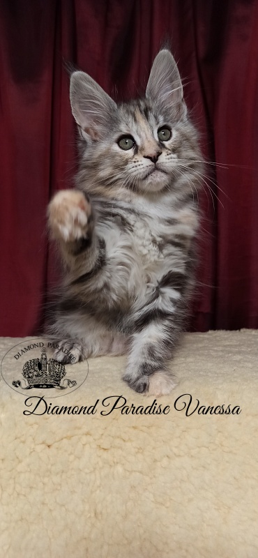 Diamond Paradise Vanessa - Кошеня мейн-кун 2 місяця 1 тиждень