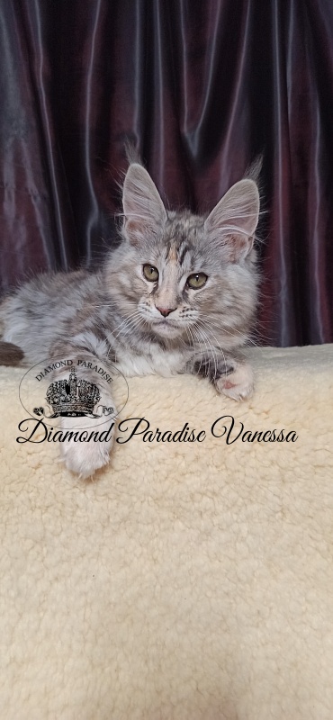 Diamond Paradise Vanessa - Кошеня мейн-кун 2 місяця 4 тижні
