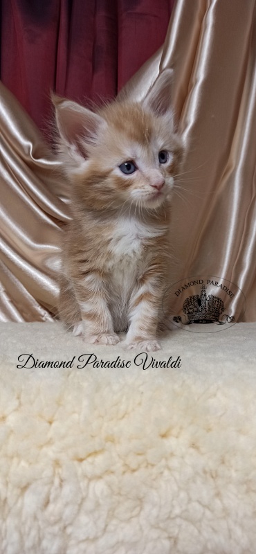 Diamond Paradise Vivaldi - Kitten maine-coon 1 month