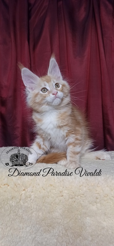 Diamond Paradise Vivaldi - Kitten maine-coon 2 months 1 week