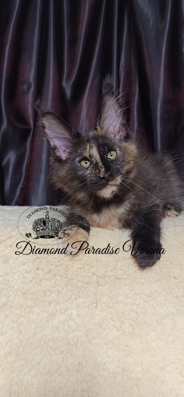 Diamond Paradise Verona - Кошеня мейн-кун 2 місяця 4 тижні