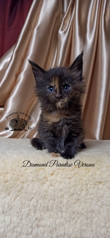 Diamond Paradise Verona - Кошеня мейн-кун 1 місяць