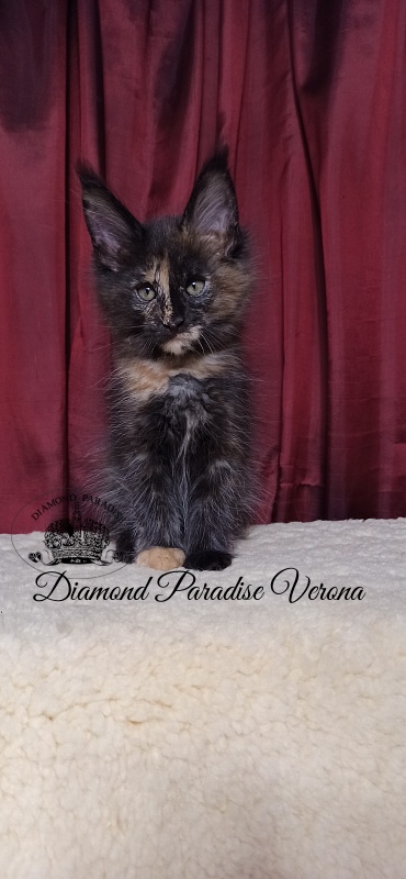 Diamond Paradise Verona - Кошеня мейн-кун 2 місяця 1 тиждень