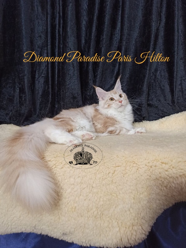 Diamond Paradise Paris Hilton - Кошеня мейн-кун 6 місяців 3,5 тижні