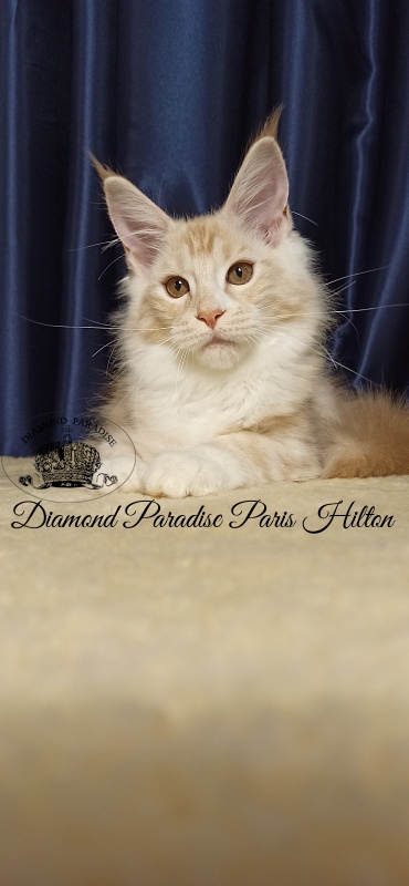 Diamond Paradise Paris Hilton - Кошеня мейн-кун 3 місяця 1 тиждень