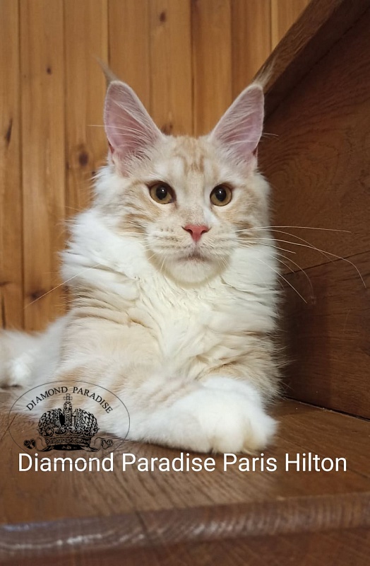 Diamond Paradise Paris Hilton - Кошеня мейн-кун 5 місяців 1,5 тиждень
