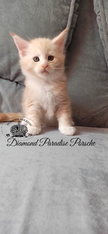 Diamond Paradise Porsche - Kitten maine-coon 1 month 1 week