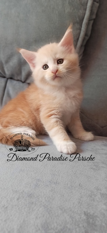 Diamond Paradise Porsche - Kitten maine-coon 1 month 1 week