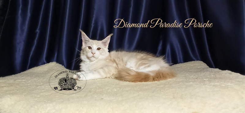 Diamond Paradise Porsche - Kitten maine-coon 3 months 1 week