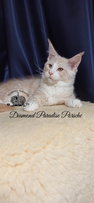 Diamond Paradise Porsche - Kitten maine-coon 3 months 1 week