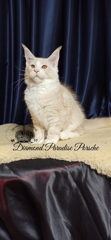 Diamond Paradise Porsche - Kitten maine-coon 3 months 1 week