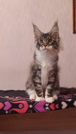 Diamond Paradise Van Cleef Arpels - Kitten maine-coon 3 months 3 weeks