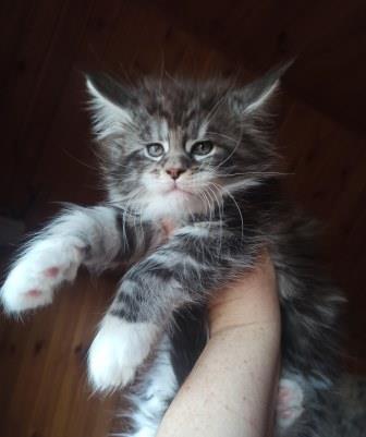 Diamond Paradise Van Cleef Arpels - Kitten maine-coon 1 month 3 weeks