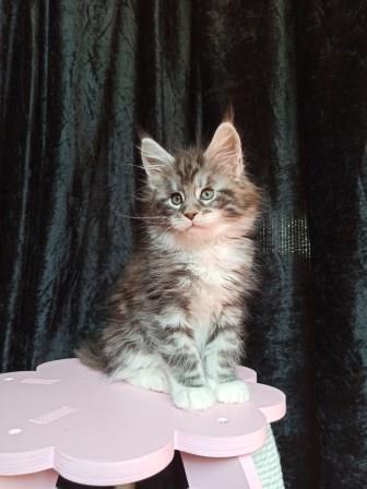 Diamond Paradise Van Cleef Arpels - Kitten maine-coon 1 month 3.5 weeks