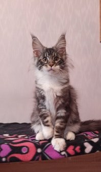 Diamond Paradise Van Cleef Arpels - Kitten maine-coon 3 months 3 weeks