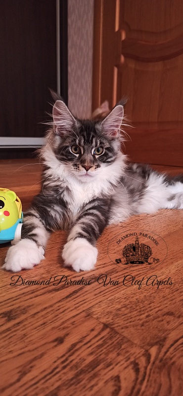 Diamond Paradise Van Cleef Arpels - Kitten maine-coon 4 months