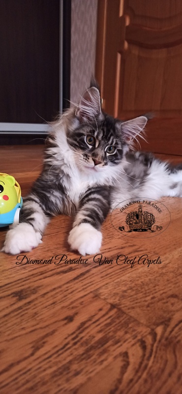 Diamond Paradise Van Cleef Arpels - Kitten maine-coon 4 months