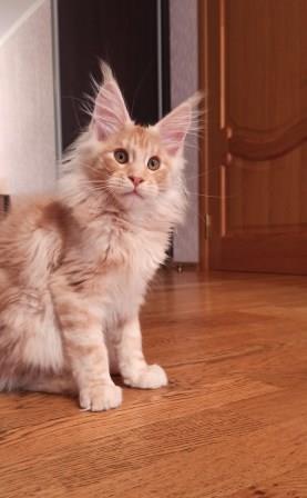 Diamond Paradise Van Der Graf - Котенок мейн-кун 3 месяца 3 недели