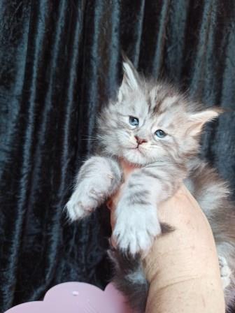 Diamond Paradise Winston - Kitten maine-coon 1 month