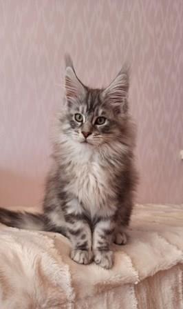 Diamond Paradise Winston - Kitten maine-coon 2 months 3.5 weeks