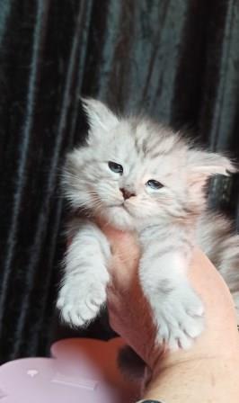 Diamond Paradise William - Kitten maine-coon 1 month