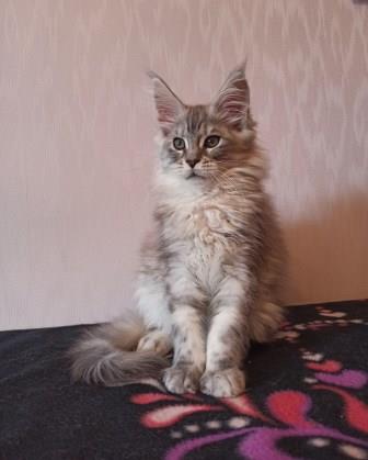 Diamond Paradise William - Kitten maine-coon 2 months 3.5 weeks